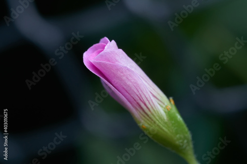 Small closed pink flower on green background