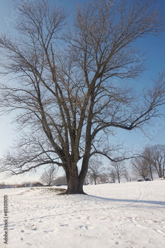 Solitary Tree in Snow Field © Monica