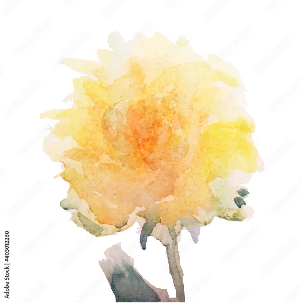 yellow rose isolated on white by watercolorpainting