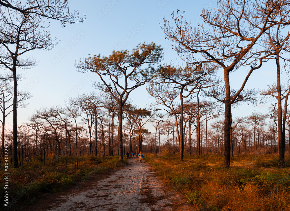 Leafles pine tree in winter forest. Thailand Phu Kradueng mountain winter season landscape Leafles pine tree in winter forest. Thailand Phu Kradueng mountain winter season landscape