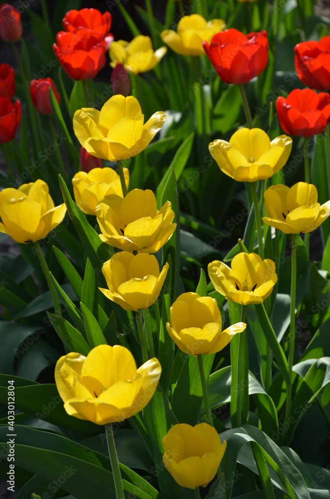 Obraz premium Yellow and red tulips