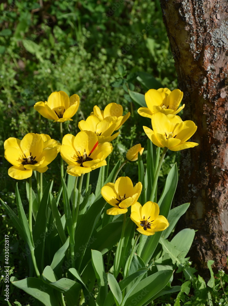 Sunlit yellow tulips Sunlit yellow tulips