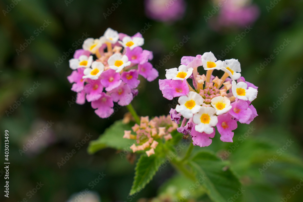 White-pink blooming Lantana, tender flower. Bokeh effect
White-pink blooming Lantana, tender flower. Bokeh effect