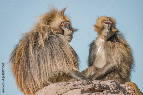 Portrait of a couple of mature alpha male African baboon and his harem female who is taking care of him sitting ant big rock at blue sky and sunny day, closeup, details.