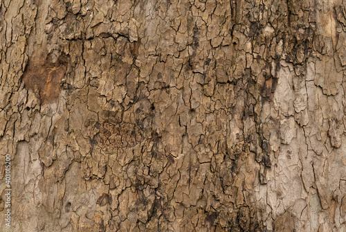The texture of the natural tree bark in the forest. Tree bark background close-up. photo