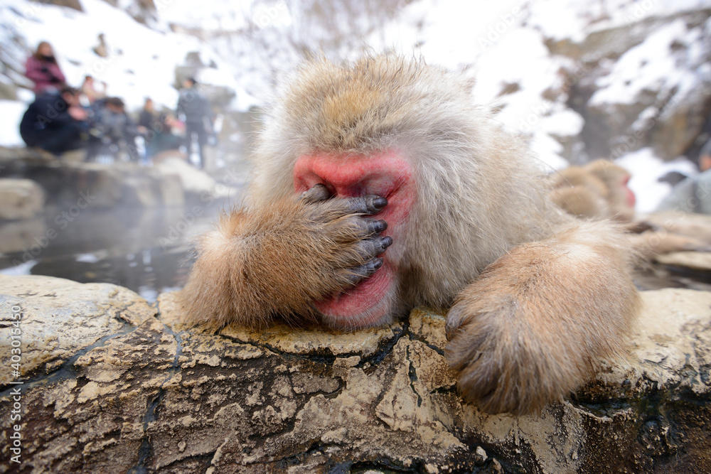 Obraz premium Japanese Snow Monkey