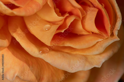 Gros plan macro de gouttes d eau dispos  es sur des p  tales de rose orange