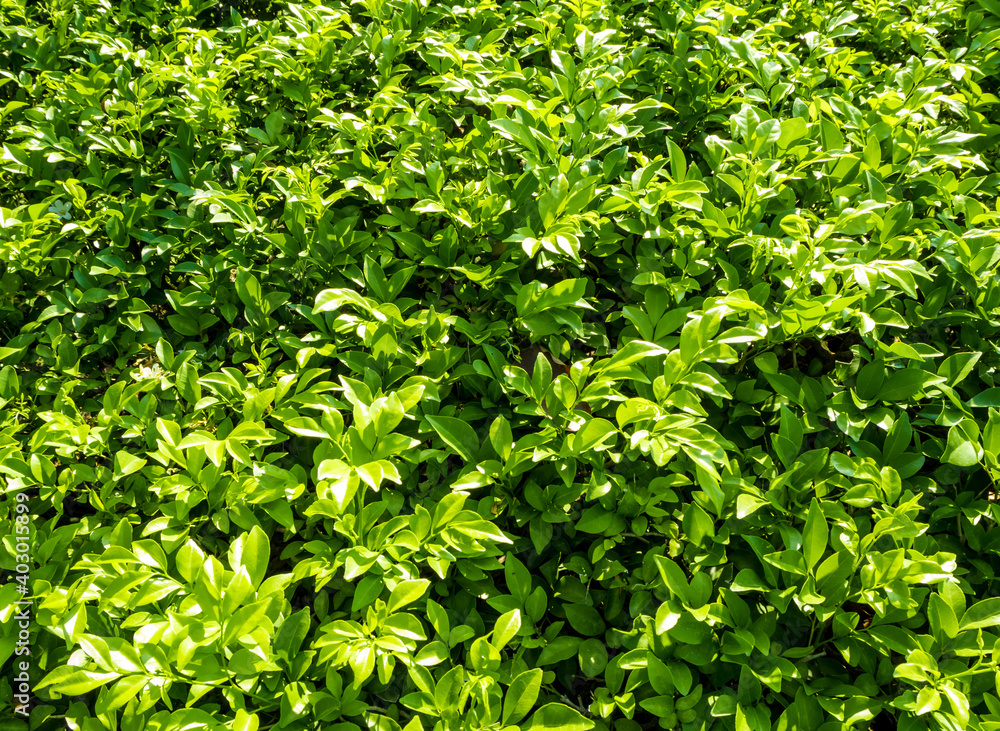 Obraz premium Full frame freshness Leaves of ornamental plant as nature background