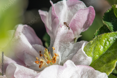 Fourmi sur fleur de pommier