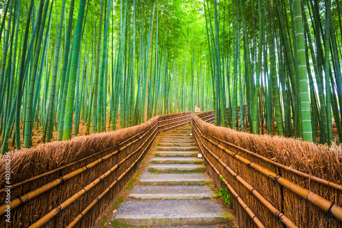 Kioto, Japonia Las bambusowy