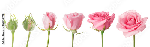 Slika na platnu Blooming stages of rose flower on white background