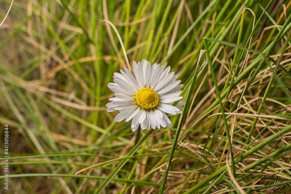 Marguerite seule dans l'herbe avec son polen Marguerite seule dans l'herbe avec son polen