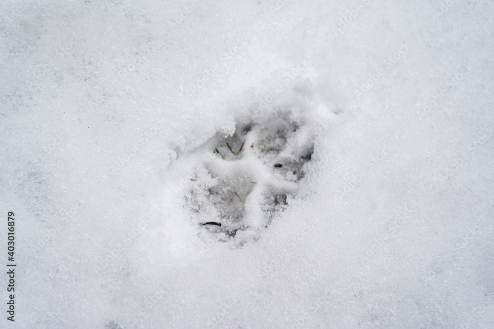 The footprints of a wild beast wolf on white snow