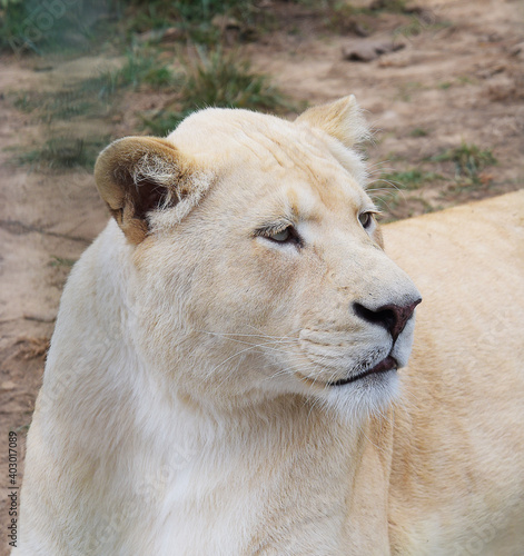African White Lion 
