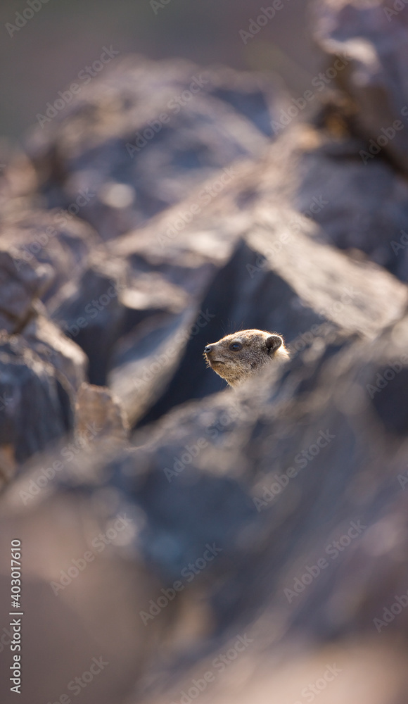 Obraz premium Daman roquero, Montañas Naukluft, Parque Nacional Namib Nauflut, Namibia, Africa