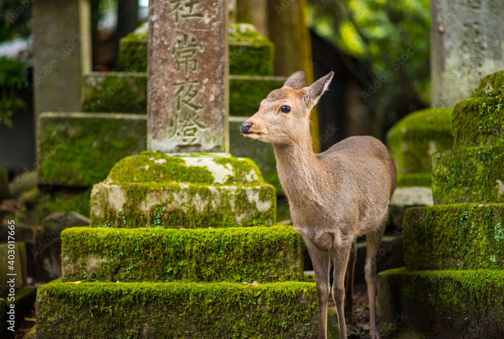 Naklejka premium Nara Deer