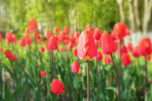 Red tulips grow in the park. Bright spring summer photo. The concept of a holiday  celebration  women s day.