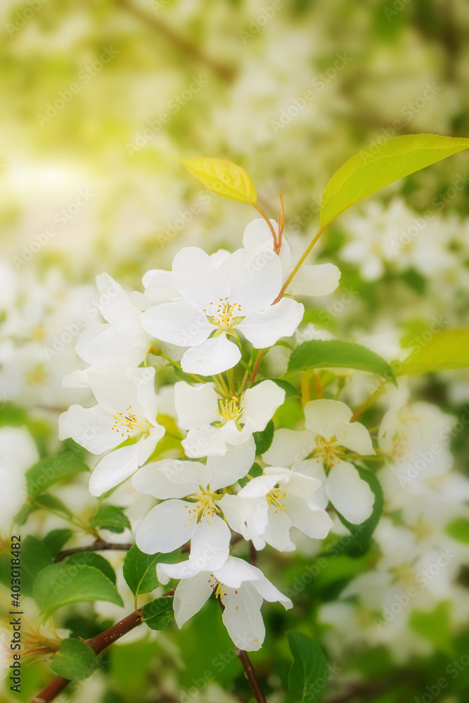 White flowers of apple trees bloom on a branch. Close-up. The concept of spring, summer, flowering, holiday. Image for banner, postcards. White flowers of apple trees bloom on a branch. Close-up. The concept of spring, summer, flowering, holiday. Image for banner, postcards.