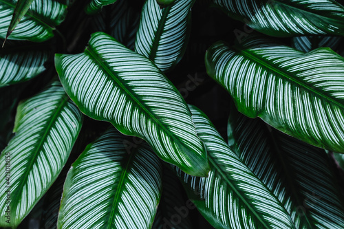 .Background of leaves in the evergreen forest