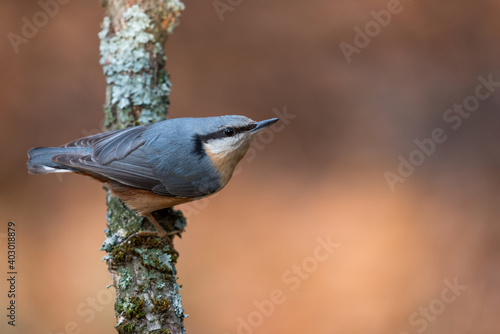 A nuthatch on a dead branch with lichen and moss