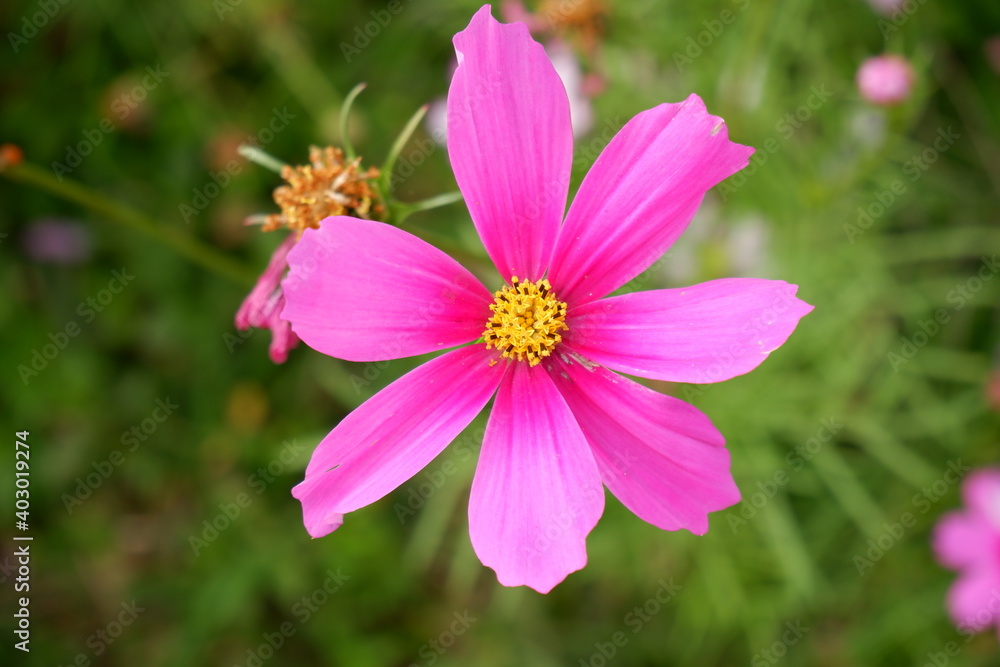 Pink cosmos flower in Chiang Mai Thailand. Pink cosmos flower in Chiang Mai Thailand.