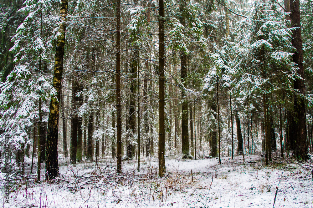 Fototapeta premium Winter forest with trees and bushes with snow