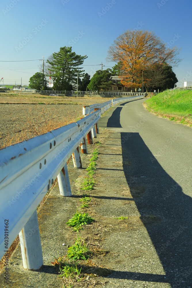Obraz premium 朝の放水路土手と冬田の中の道風景