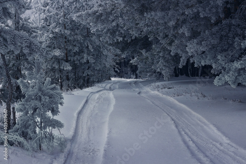 Snowy road in winter pine forest. Magic scene. Christmas background.