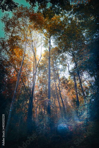 Beautiful mystical forest with swingingmist. Serenity nature background. © kdshutterman