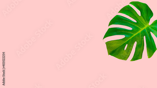 monstera oil paint background.banner, space for text, flat lay.