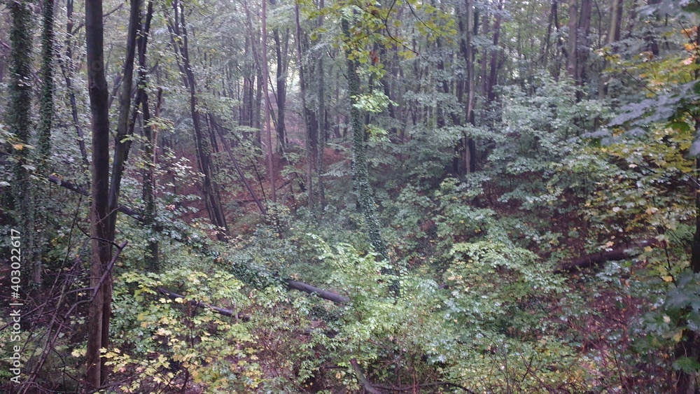 Fototapeta premium autumn forest in the forest