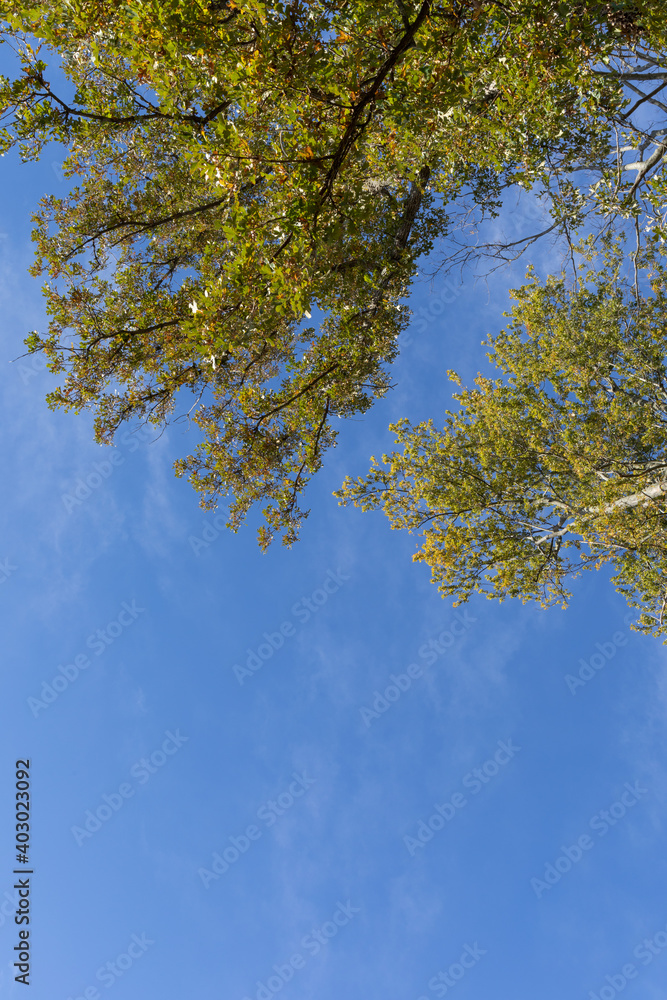 Fototapeta premium Tree branches with green leaves before a vivid blue sky, creative copy space, vertical aspect