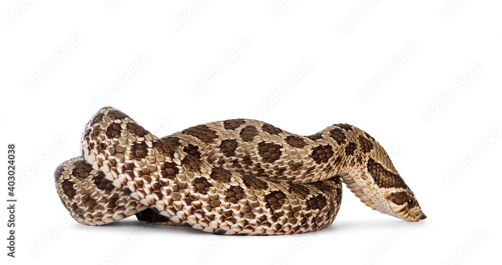 Fototapeta premium Western Hognose snake aka Heterodon nasicus, isolated on white background.