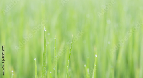 Water droplets on the light green rice leaves and blur green nature background
