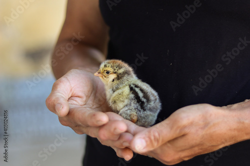 Holding chicken