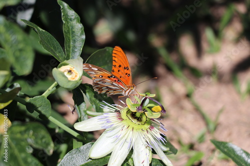 Mariposa Espejo