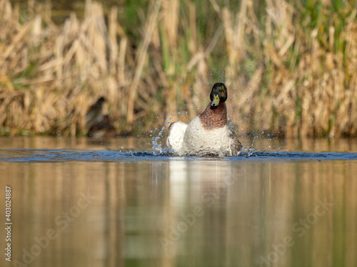 Mallard Duck on Sanderstead Pond
