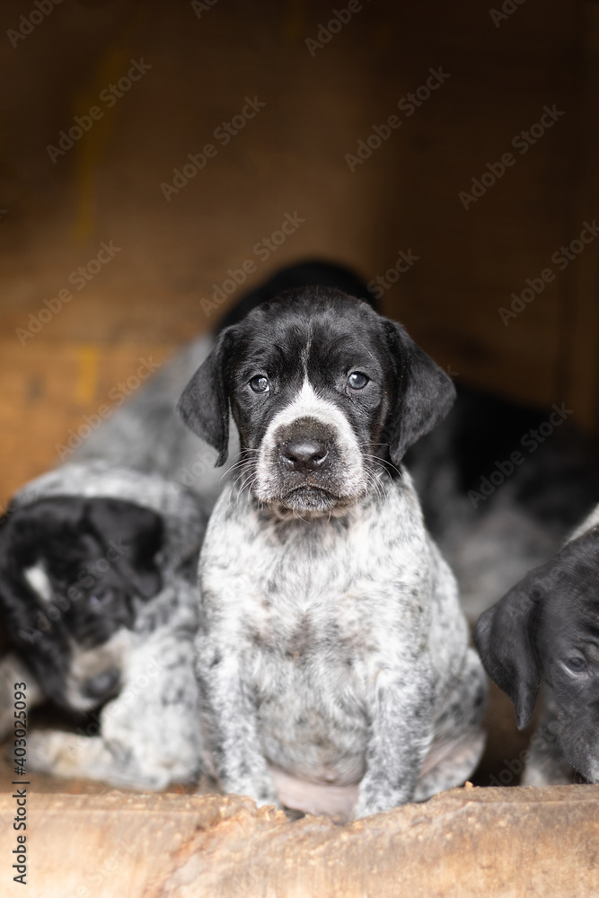 Springer puppy portrait