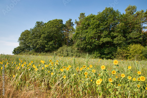 Field of sunflowers and trees near Hümmel in Rhineland-Palatinate, Germany