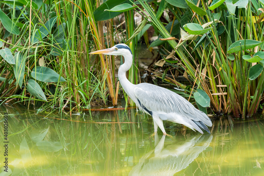 Fototapeta premium Grey heron (Ardea cinerea) walking in a green pond in wetland reserve