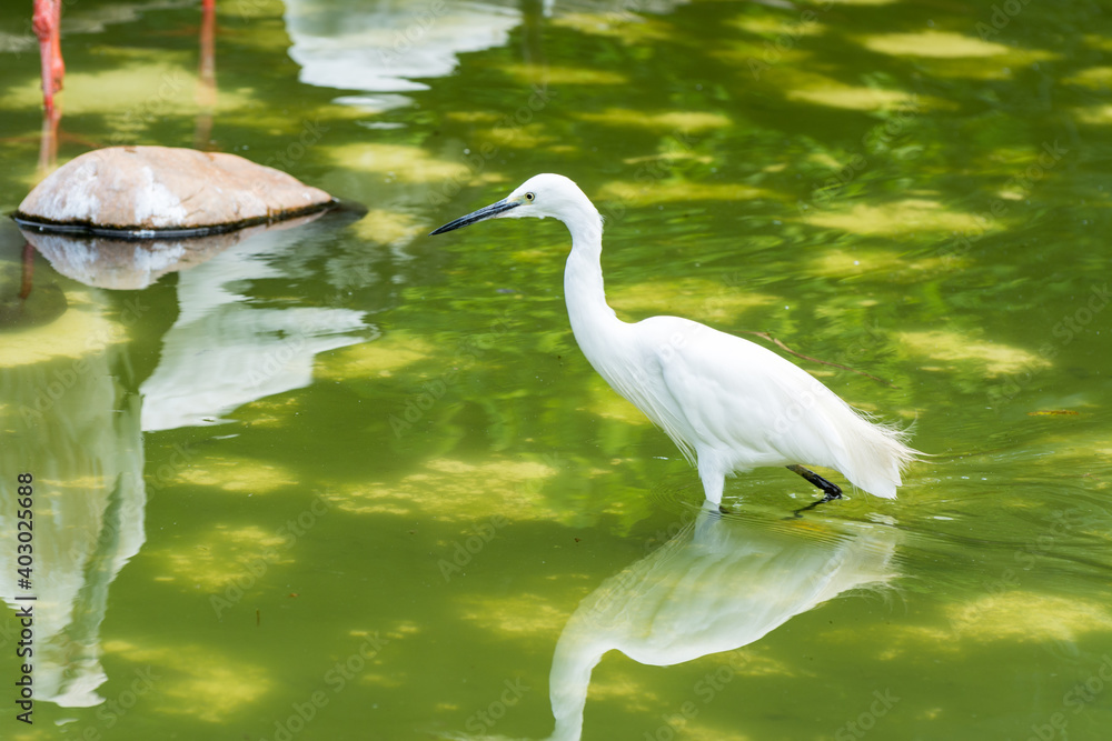 Obraz premium a little egret white bird standing at the lakeside of nature wetland reserve