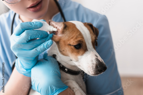 cropped view of veterinarian in latex gloves dripping ear drops to jack russell terrier