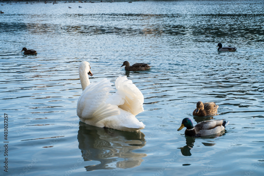 Fototapeta premium beautiful white swan swims in the river and looks at the ducks.