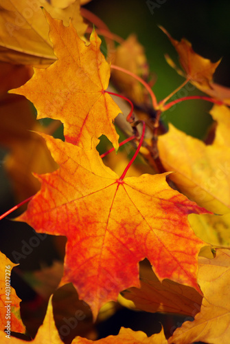 autumn maple yellow leaves