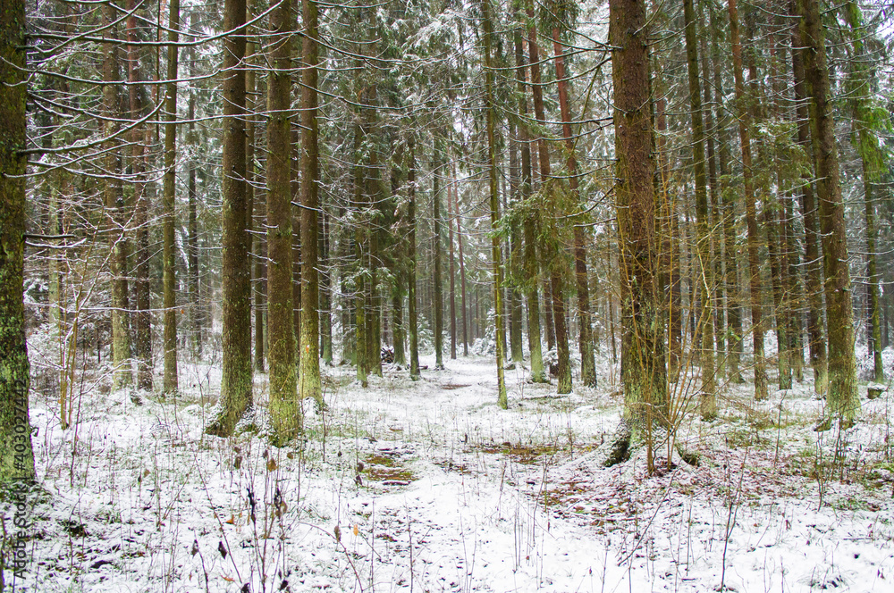 Fototapeta premium Path through a beautiful calm snowy coniferous forest on a dark winter evening