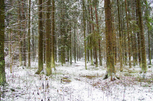 Path through a beautiful calm snowy coniferous forest on a dark winter evening