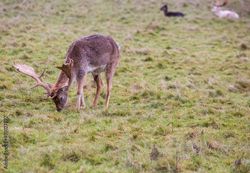 Deer in public park - UK Winter