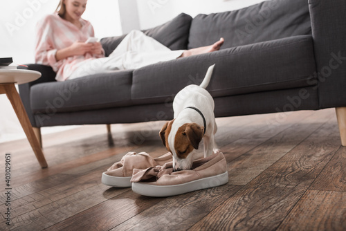 jack russell terrier smelling shoes on floor near woman on blurred background
