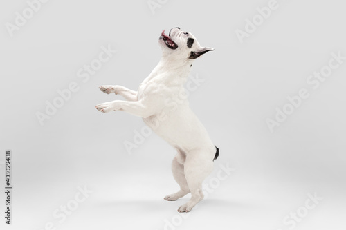 Nice to see you. French Bulldog young dog is posing. Cute playful white-black doggy or pet is playing and looking happy isolated on white background. Concept of motion, action, movement.