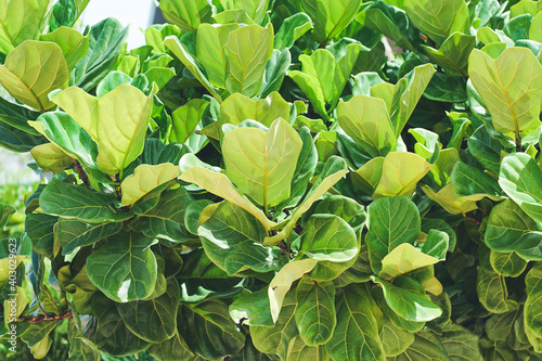 Close up view of Fiddle leaf fig, Ficus lyrata.